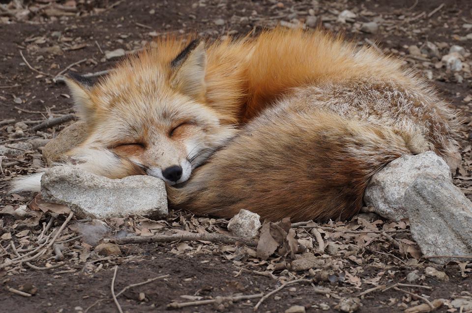 The best place to relax: Fox Village