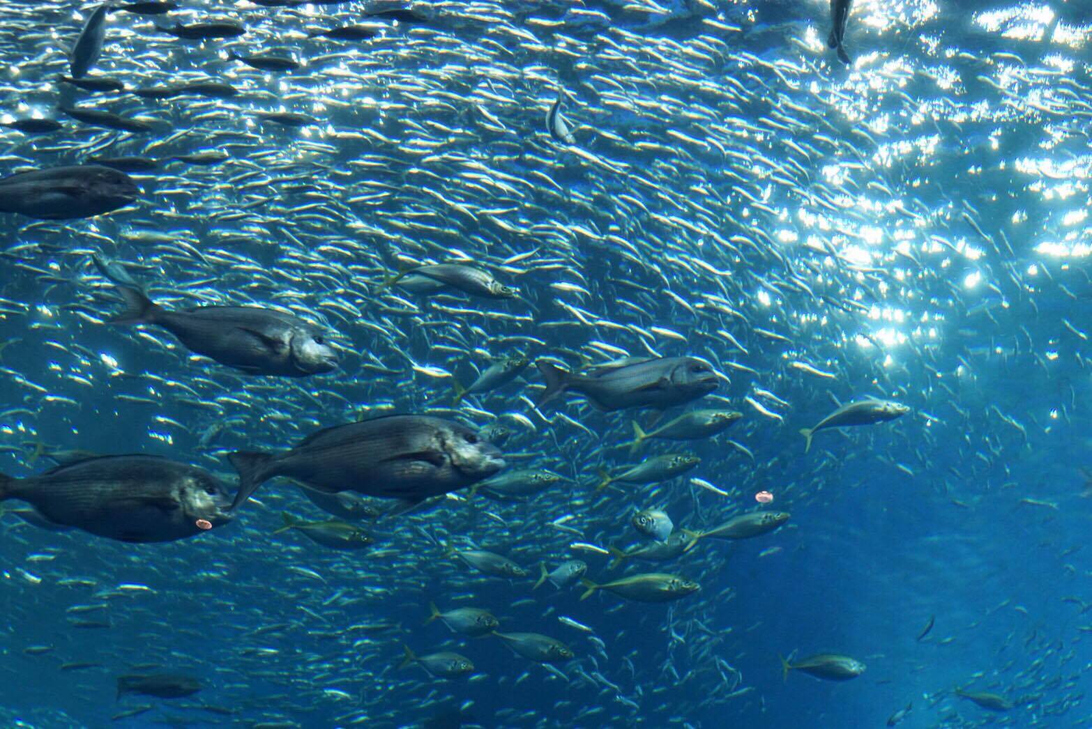 仙台うみの杜水族館に行ってきた