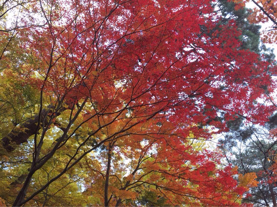 享受日本的秋季美景，｢清风荘红叶公园｣