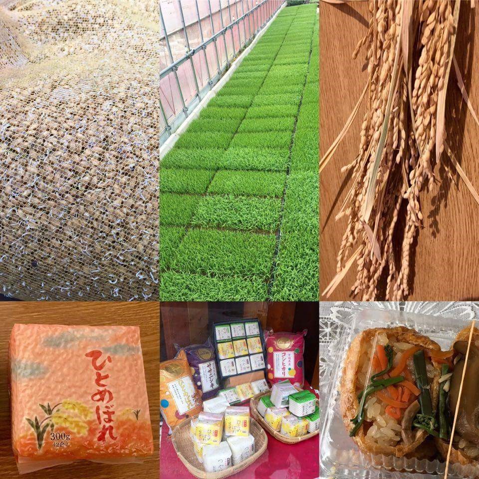 Why is Miyagi Prefecture rice so delicious? An interview with a Graduate Student from London