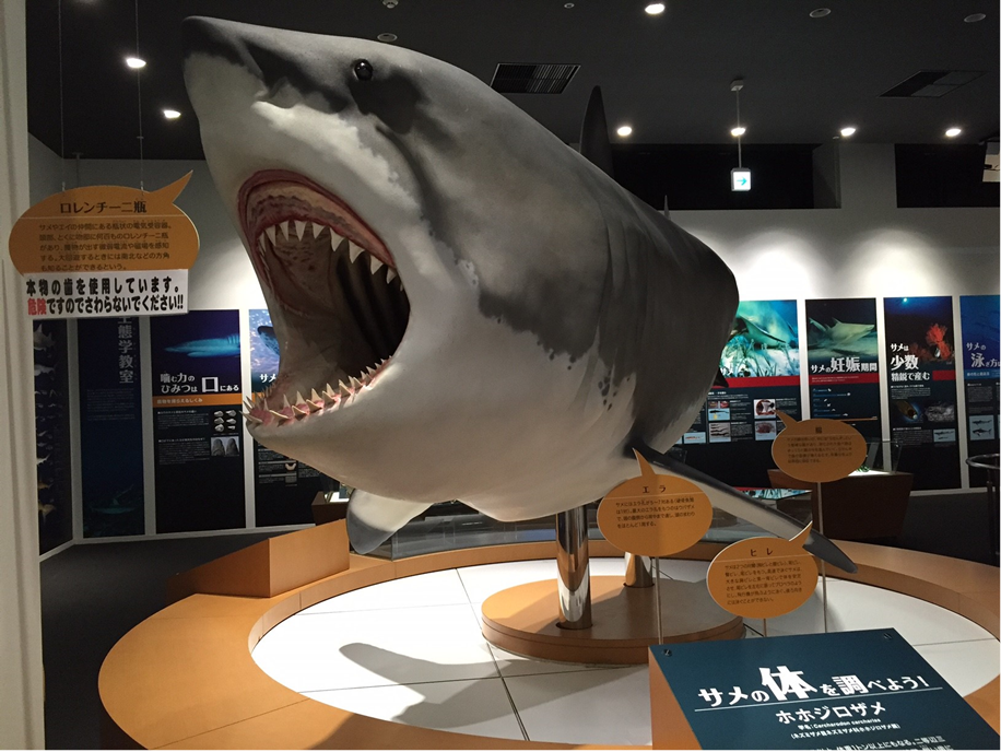 Experience the  adventures Kesennuma shark museum!