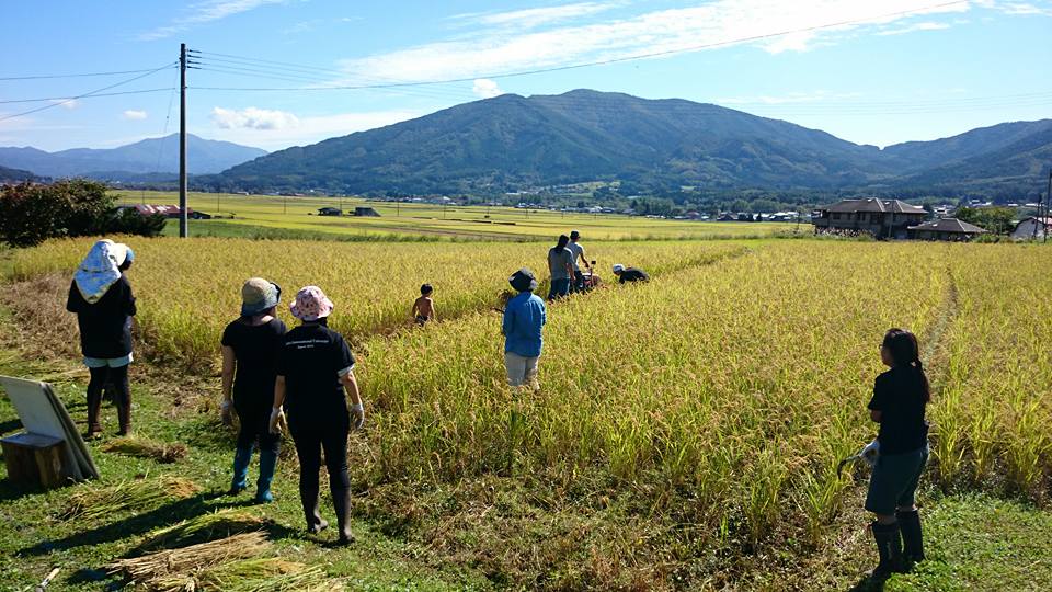 Tried rice harvesting in Ichinoseki city/ Tono city in Iwate pref.