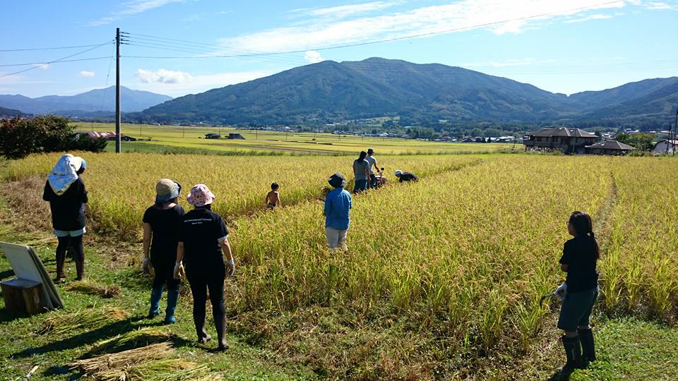 到岩手县一関市・远野市体验收割水稻