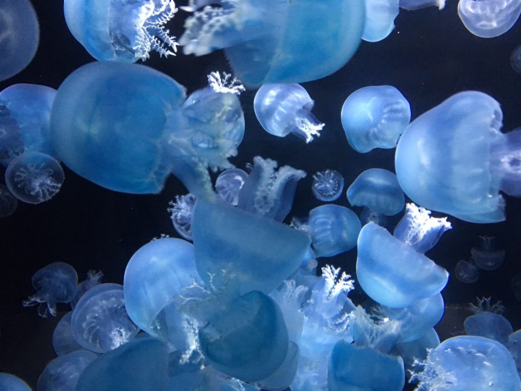 世界第一水母水族馆—加茂水族馆
