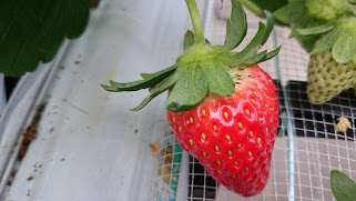 We go strawberry picking in Yamamoto, Miyagi!