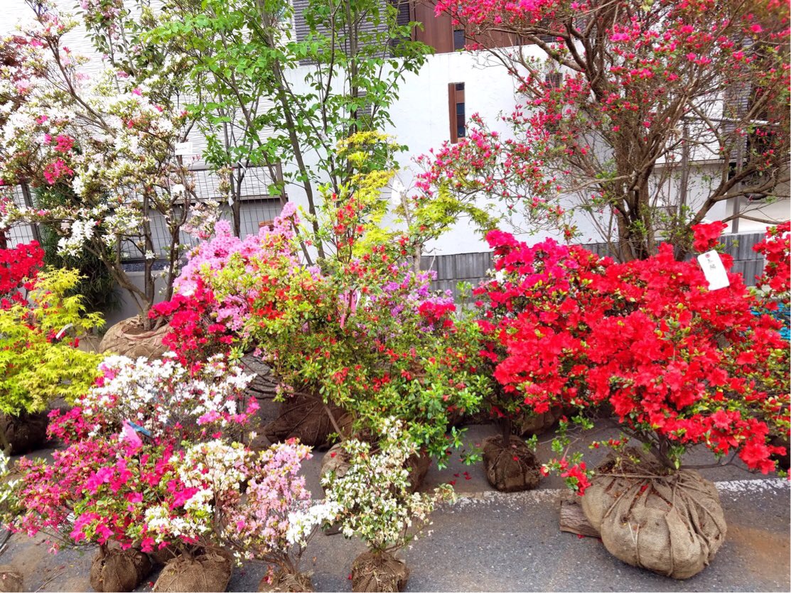 山形祭典“植木市”？