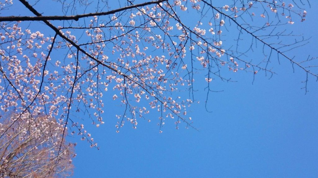桜を見るなら”一目千本桜”
