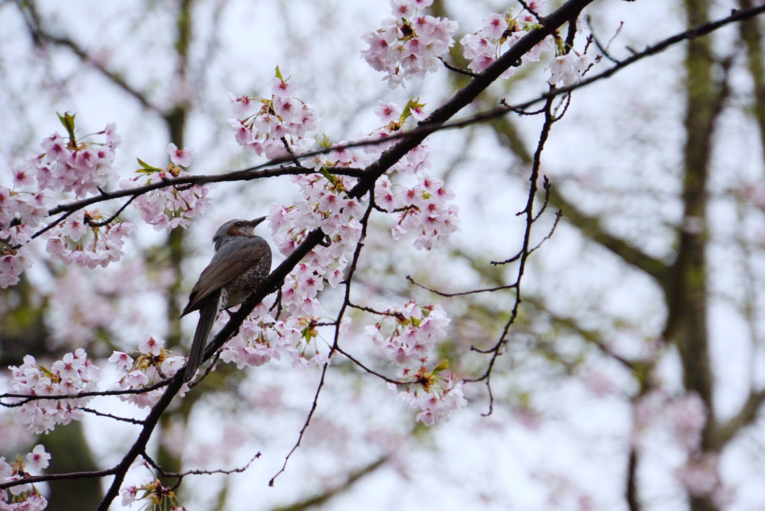 A festival, sakura, shrine and castle!? The overwhelming contents of Senshu Park Part 1