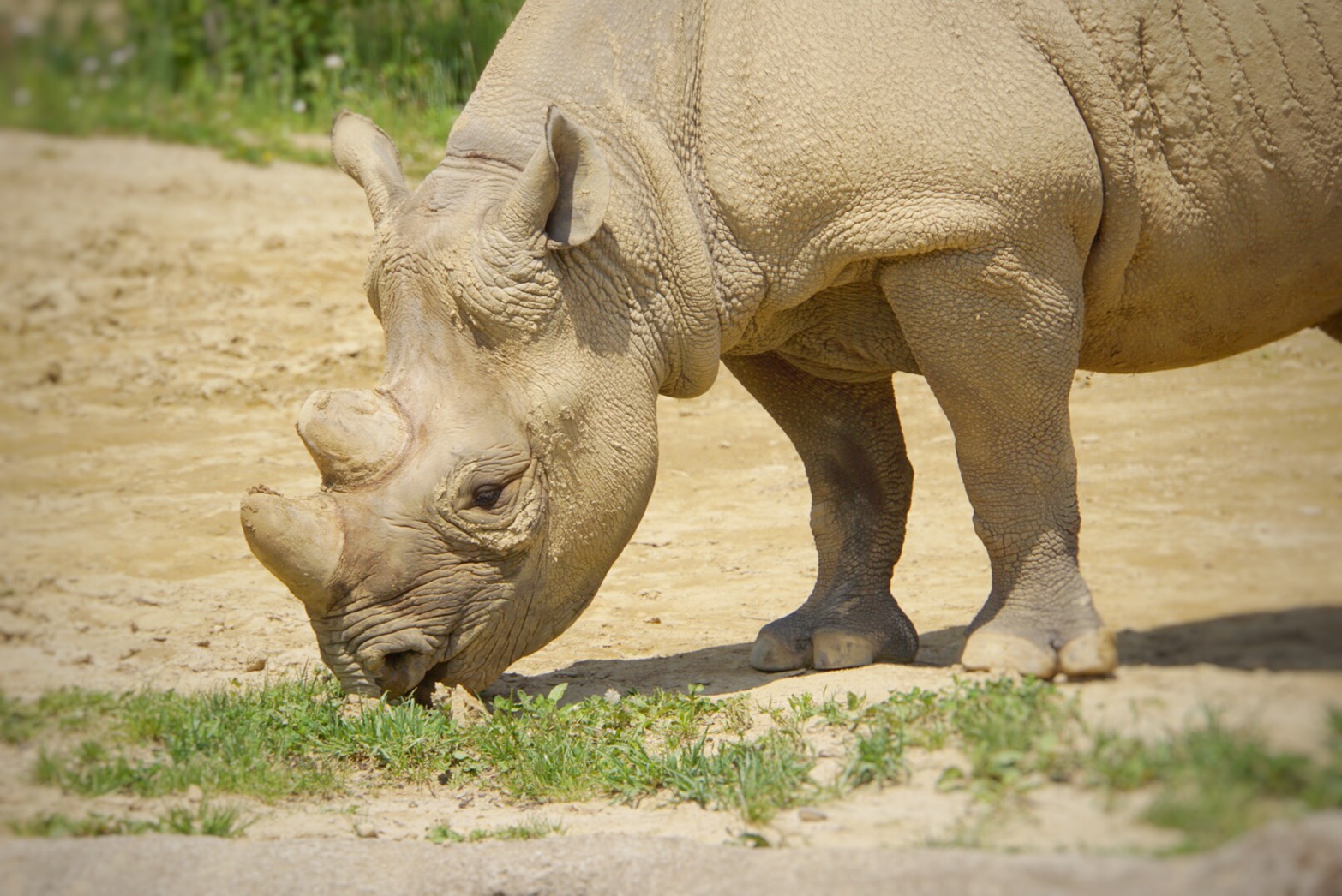 The ultimate paradise. 3 Places you should definitely visit at “Zoo Paradise Yagiyama”