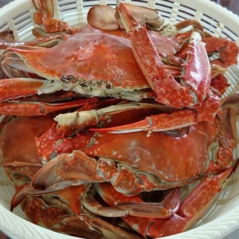 We try our hands at crab-fishing in Matsushima!