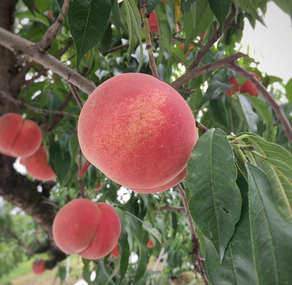 A “Peach” tour in Korimachi, Fukushima Prefecture!