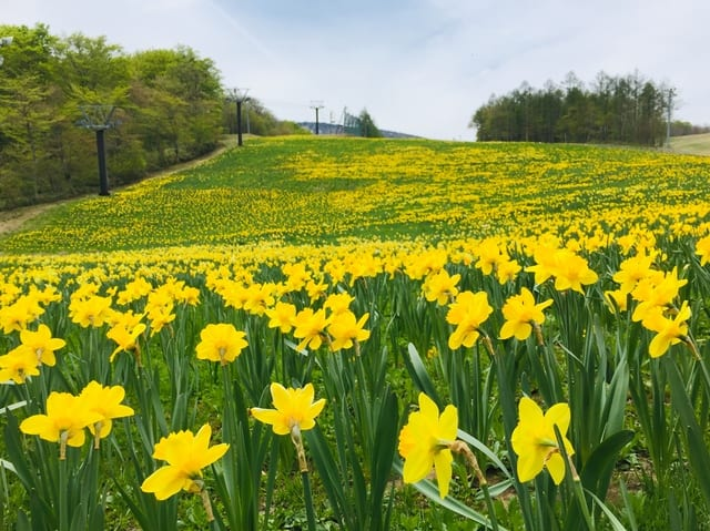 Zao’s Spring! A 2-Day, 1-Night Model Course to Enjoy Beautiful Flowers & Great Gourmets