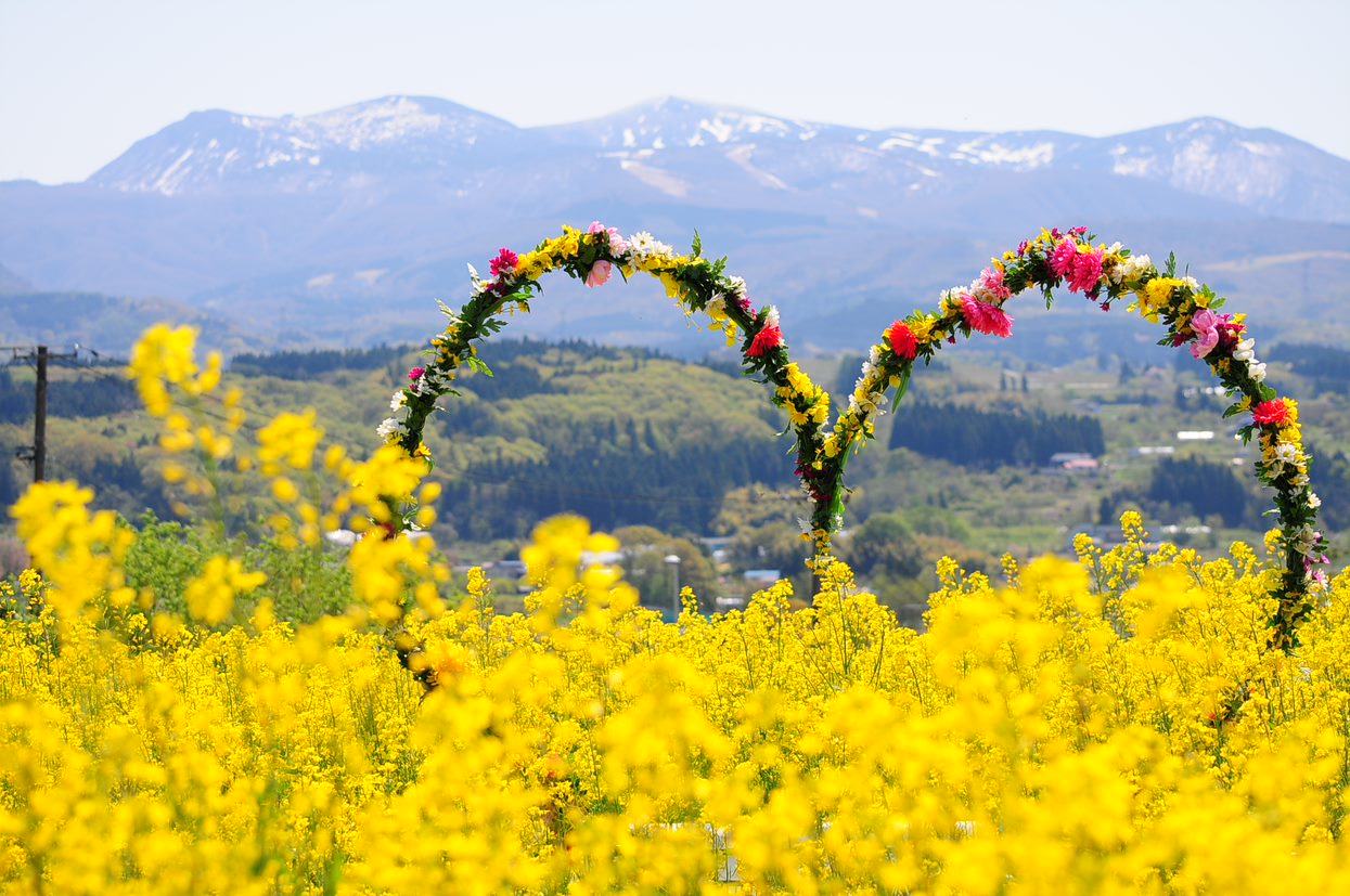 【蔵王】春の花々を楽しむおすすめ穴場スポット5選