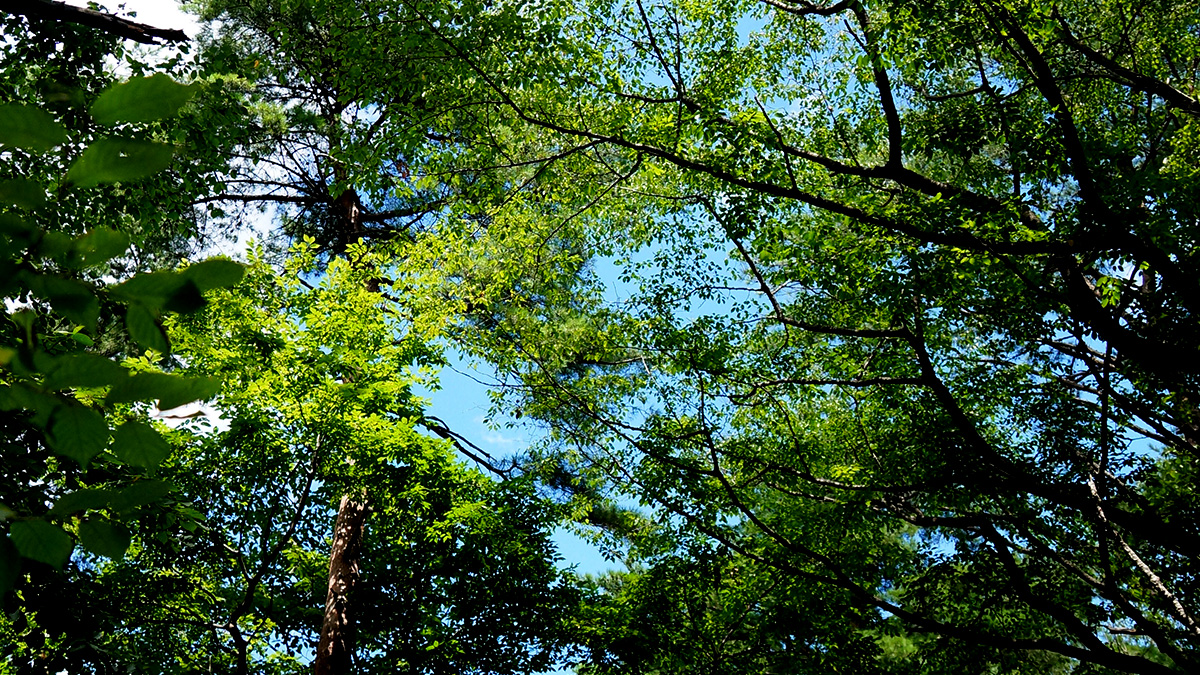 台原森林公園4