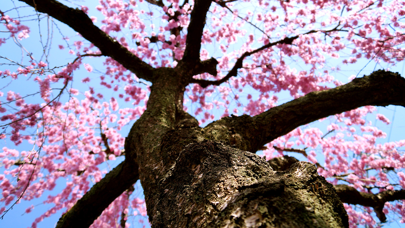 石橋屋の枝垂れ桜6