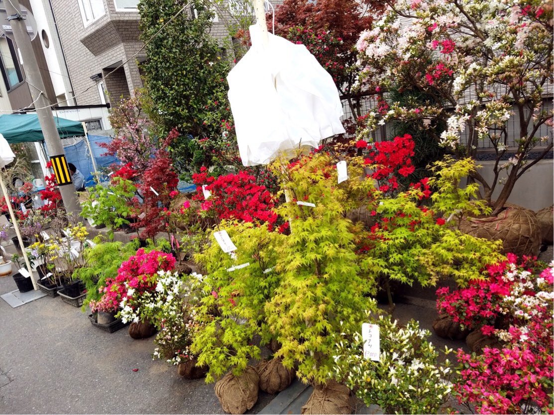 山形のお祭り 植木市 ってどんなお祭り Tohoku365